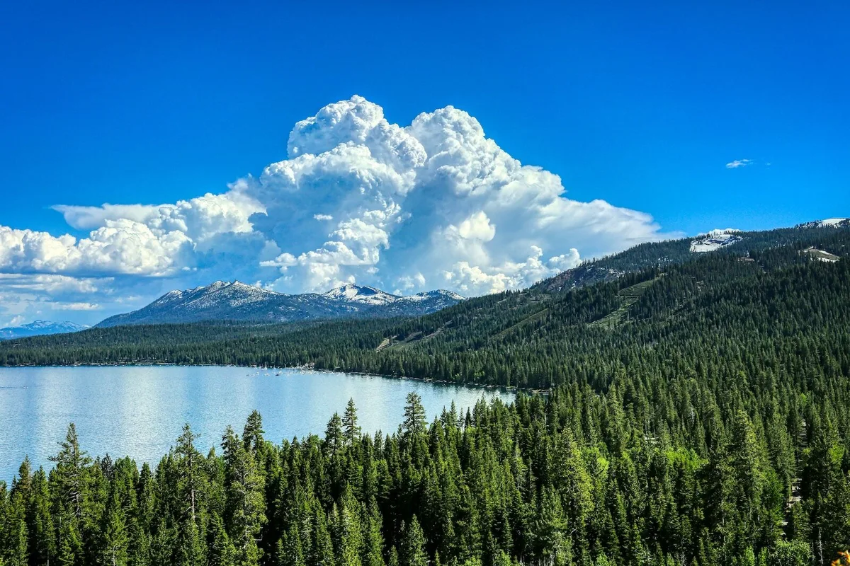 Tại sao Dịch vụ Rừng Mỹ Muốn Phun Thuốc Diệt Cỏ Gần Hồ Tahoe?