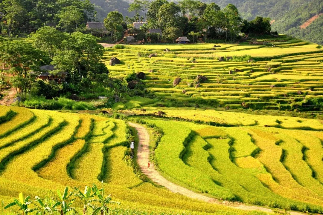 Thời Điểm Lý Tưởng Để Thăm Phú Lợi: Thời Tiết, Mùa Lúa & Mẹo Du Lịch