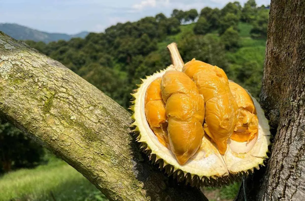 Top 13 Cửa Hàng Sầu Riêng Uy Tín Tại Singapore: Điểm Đến Cho Tín Đồ Sầu Riêng