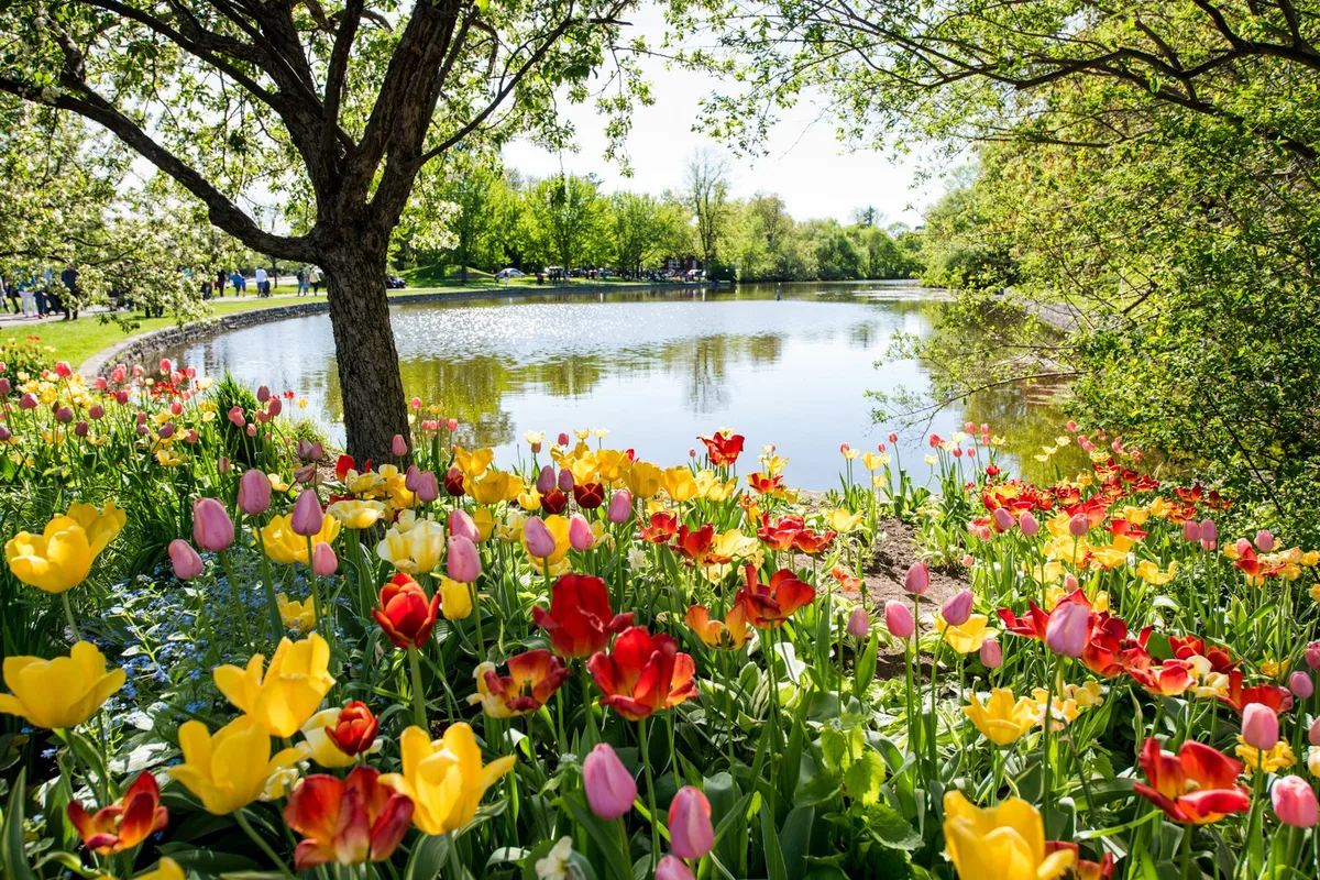 Tránh Xa Đám Đông Sakura Tại Những Lễ Hội Hoa Ít Nổi Tiếng Hơn