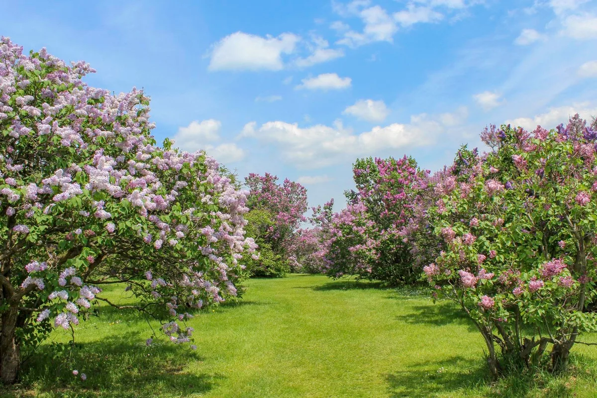 Tránh Xa Đám Đông Sakura Tại Những Lễ Hội Hoa Ít Nổi Tiếng Hơn