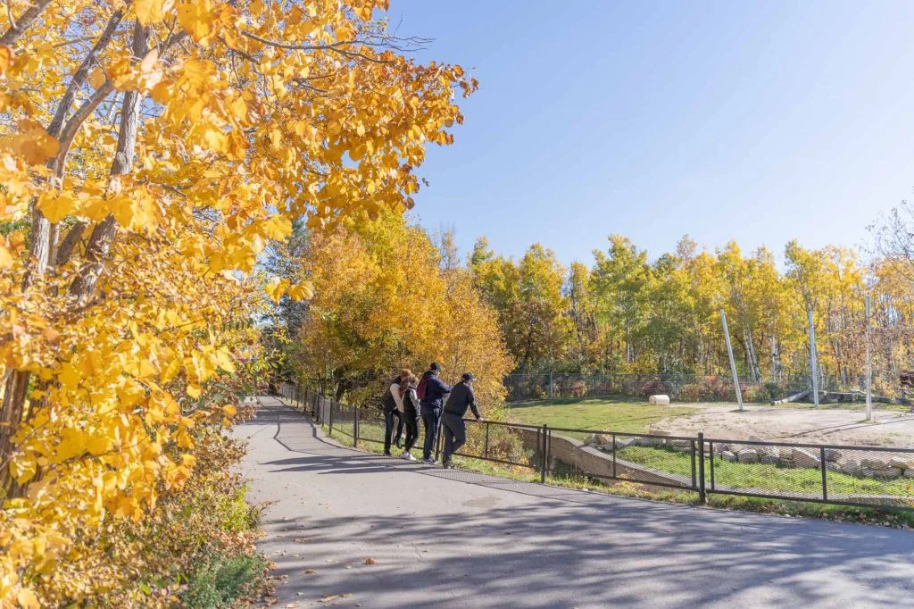 Winnipeg: Đi Trên Đường Chinh Phục "Thành Phố Gấu Trắng"